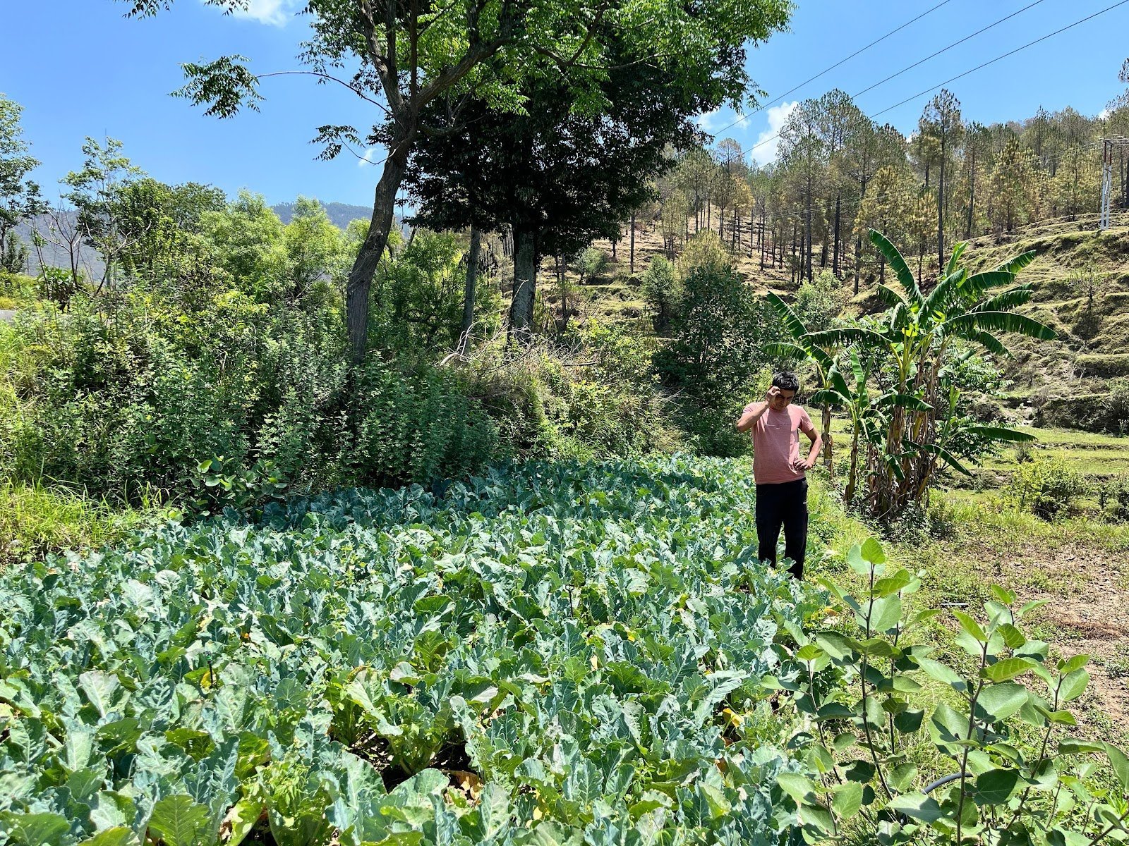 आधुनिक खेती से आत्मनिर्भर बने नरेश भट्ट, गांव में रोजगार की नई मिसाल