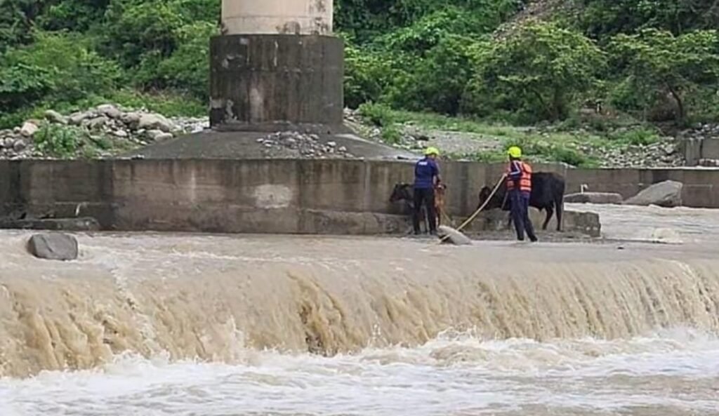 फायर यूनिट कोटद्वार ने सिद्धबली पुल के नीचे फंसे दो गौवंश का किया सफल रेस्क्यू