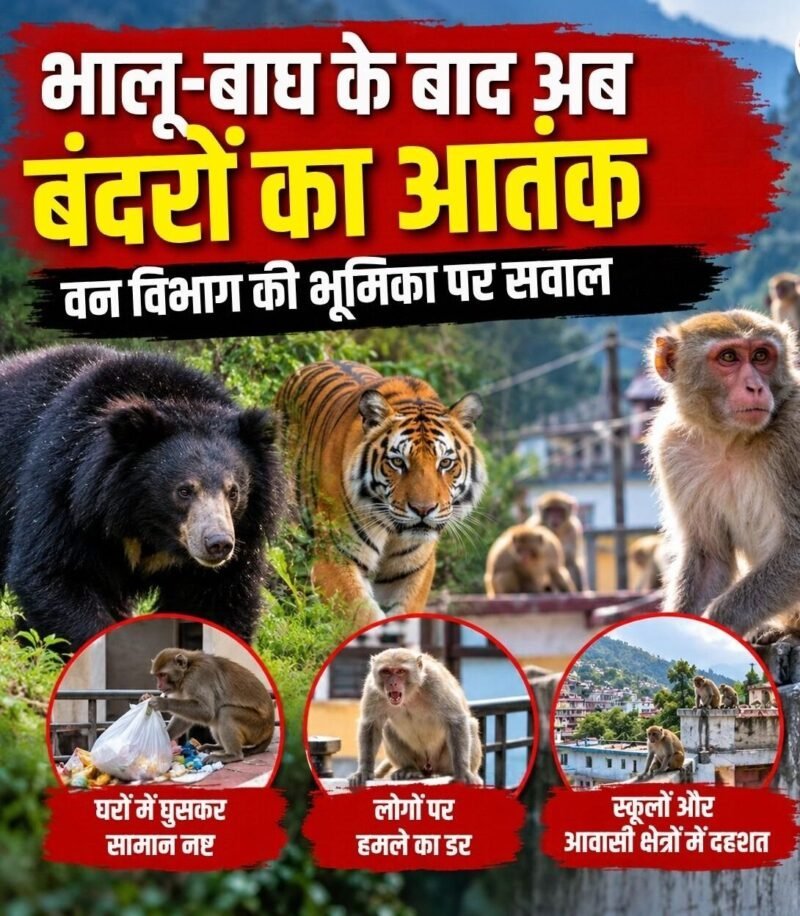 भालू-बाघ के बाद अब बंदरों का आतंक, वन विभाग की भूमिका पर सवाल